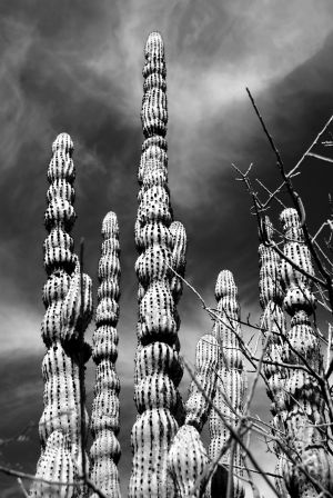 copper canyon vegetation