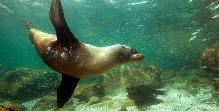 Seal underwater