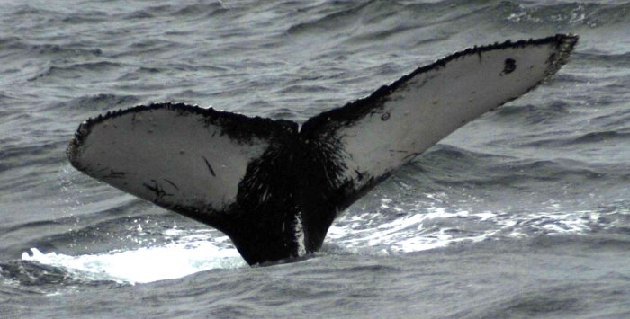Gray Whale Tail Fin