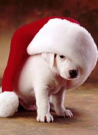 christmas puppy